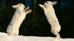 Snow white fight rabbits