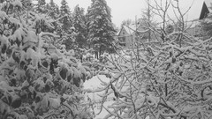 Snow white forests Kragujevac