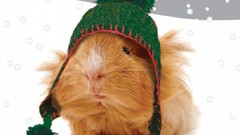 Snow white Green cap