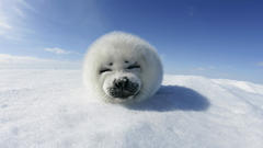 Snow white happy Seals