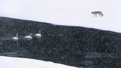 Snow winter Animals Birds hunting rivers foxes