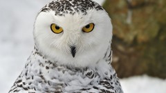 Snow winter Animals Birds yellow eyes Owls portraits