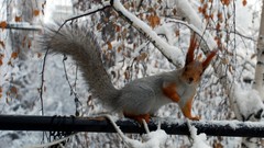 Snow winter Animals branches squirrels