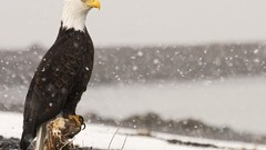 Snow winter Animals Canada Eagles bald eagles