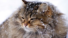 Snow winter Animals cats