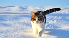 Snow winter Animals cats