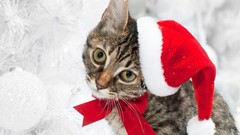 Snow winter Animals cats Christmas outfits