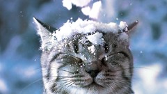 Snow winter Animals cats closed eyes