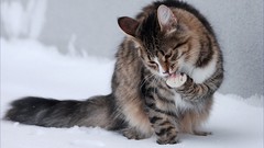 Snow winter Animals cats Kittens TV shows outdoors