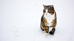 Snow winter Animals cats outdoors green eyes