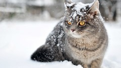 Snow winter Animals cats pets