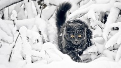 Snow winter Animals cats Plants fluffy yellow eyes