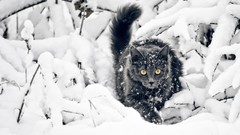 Snow winter Animals cats Plants yellow eyes