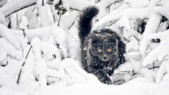 Snow winter Animals cats Plants yellow eyes
