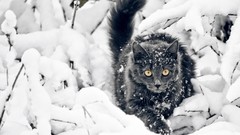 Snow winter Animals cats Plants yellow eyes