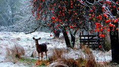 Snow winter Animals deer