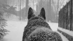 Snow winter Animals Dogs