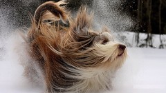 Snow winter Animals Dogs