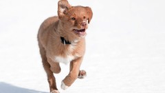 Snow winter Animals Dogs outdoors pets