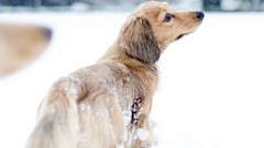 Snow winter Animals Dogs pets