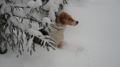 Snow winter Animals Dogs pets