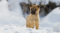 Snow winter Animals Dogs pets documentary