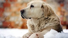 Snow winter Animals Dogs pets golden retriever