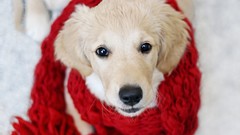 Snow winter Animals Dogs scarfs pets