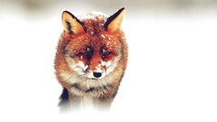 Snow winter Animals foxes