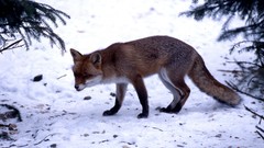 Snow winter Animals foxes