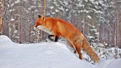 Snow winter Animals lifestyle foxes