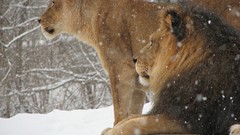 Snow winter Animals Lions