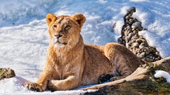 Snow winter Animals Lions
