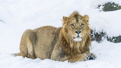 Snow winter Animals Lions big cats