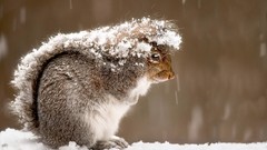 Snow winter Animals outdoors squirrels