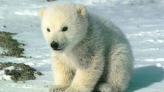 Snow winter Animals rocks Polar Bears baby animals