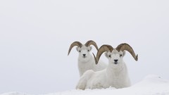 Snow winter Animals sheep horns HDR Photography