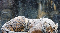 Snow winter Animals sleeping Tigers wildlife
