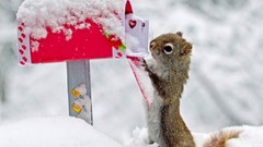 Snow winter Animals sparrow mail squirrels