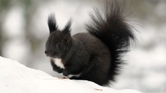 Snow winter Animals squirrels