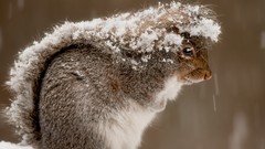 Snow winter Animals squirrels