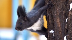 Snow winter Animals squirrels