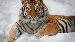 Snow winter Animals Tigers