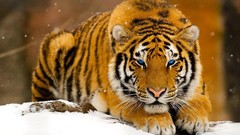 Snow winter Animals Tigers blue eyes
