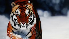 Snow winter Animals Tigers wild animals cartoonish