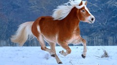 Snow winter Animals white Horses ponies