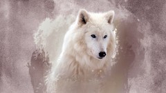 Snow winter Animals white Wolves alpha Mammals artwork