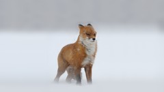 Snow winter Animals wind foxes