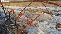 Snow winter berry
