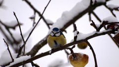 Snow winter Birds blue tit